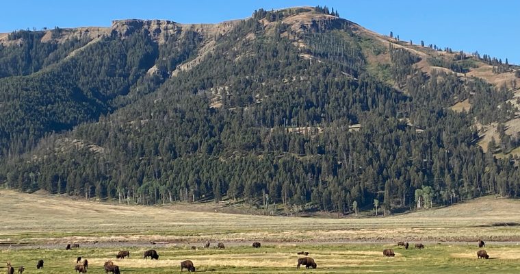 Yellowstone